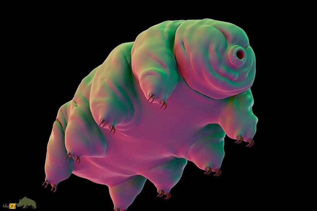 «تاردیگرید» یا خرس آبی؛ هیچ چیز در جهان نمی‌تواند این موجود را از بین ببرد!