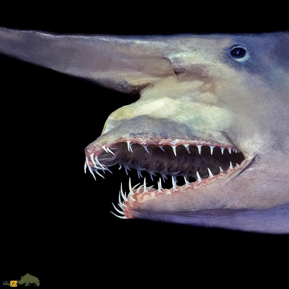 تصاویر | گابلین یا دیو کوسه؛ ترسناک‌ترین کوسه جهان را بشناسید!