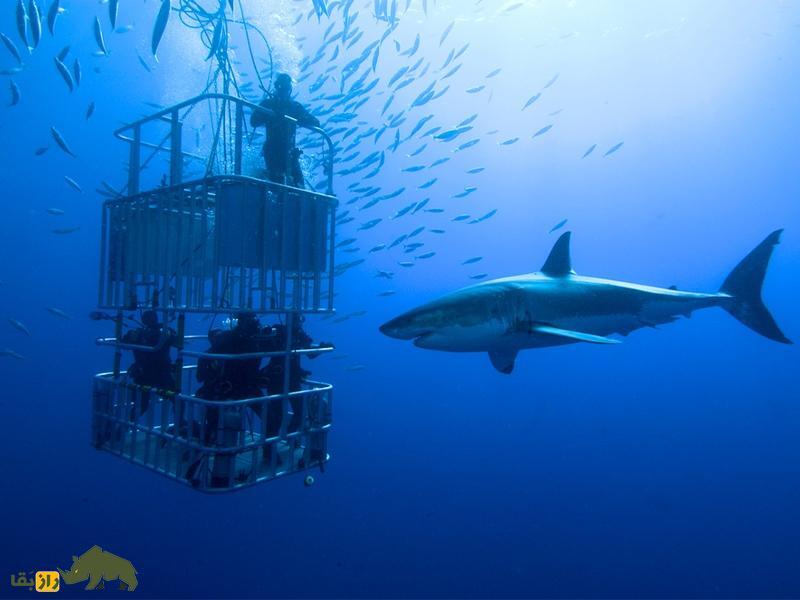 کوسهها نابغههای علم ریاضی هستند! کوسهها نابغههای علم ریاضی هستند!