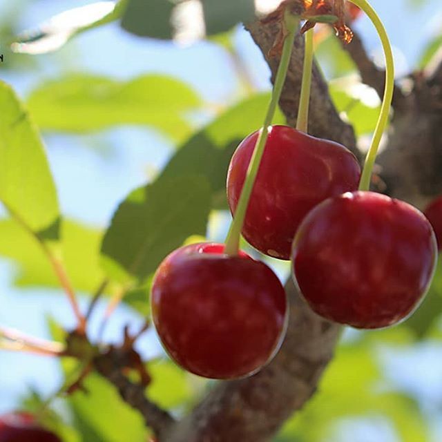 شهر آلبالو ایران کجاست؟