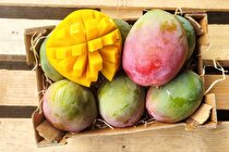 خواص انبه چیست؟ | با فواید سلطان میوه‌ها آشنا شوید!