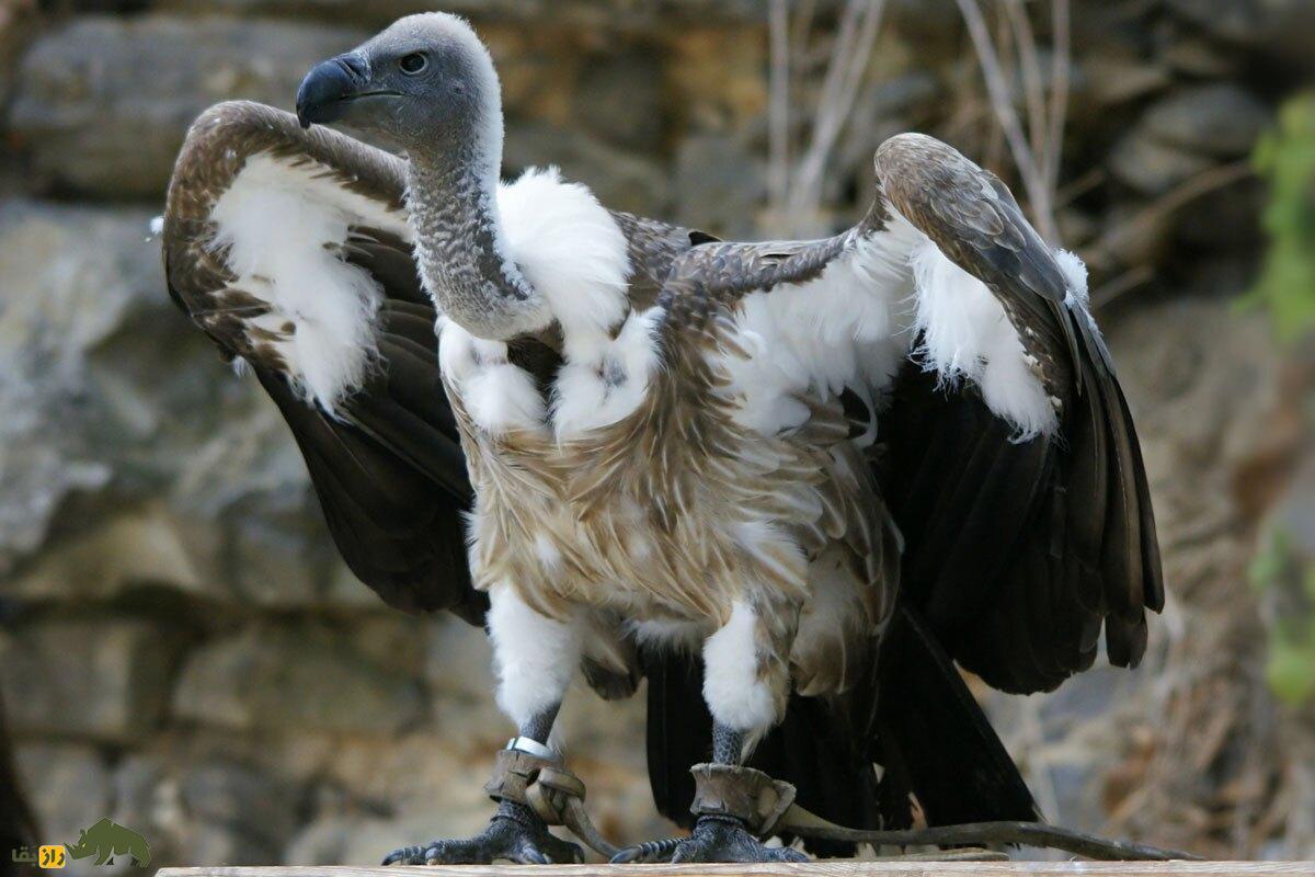 پرنده‌ها تا چه ارتفاعی می‌توانند بالا بروند؛ رکورد بالاترین ارتفاع پرواز برای کدام پرنده است؟