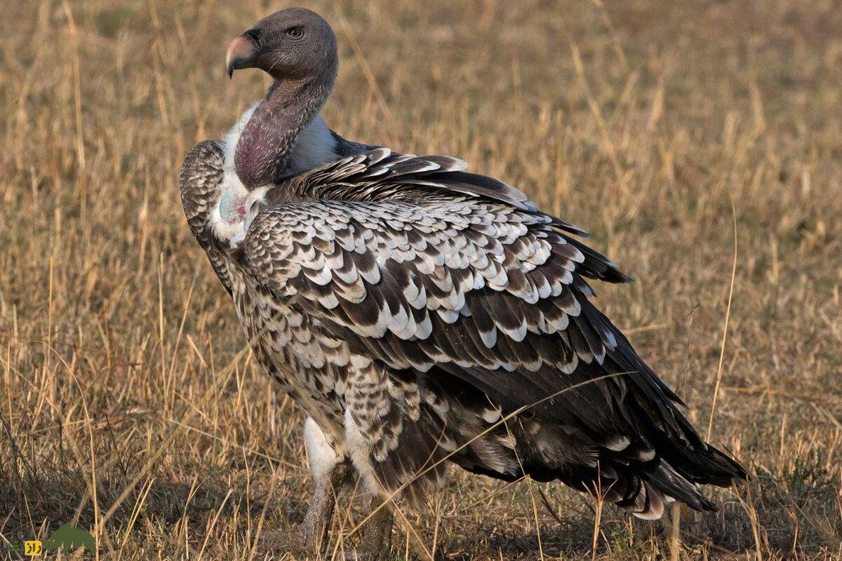 پرنده‌ها تا چه ارتفاعی می‌توانند بالا بروند؛ رکورد بالاترین ارتفاع پرواز برای کدام پرنده است؟