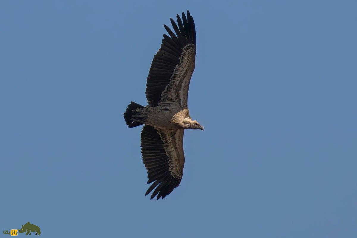 پرنده‌ها تا چه ارتفاعی می‌توانند بالا بروند؛ رکورد بالاترین ارتفاع پرواز برای کدام پرنده است؟
