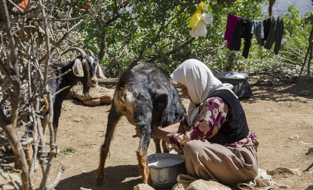 هوارنشینی؛ عجیب‌ترین کوچ‌نشینی جهان در کرمانشاه