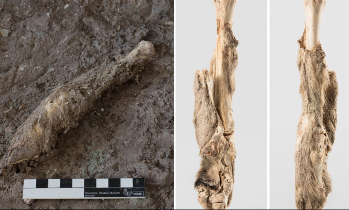 چگونه «پاچه گوسفند ۱۶۰۰ ساله ایرانی» رازهای تاریخ را فاش کرد؟