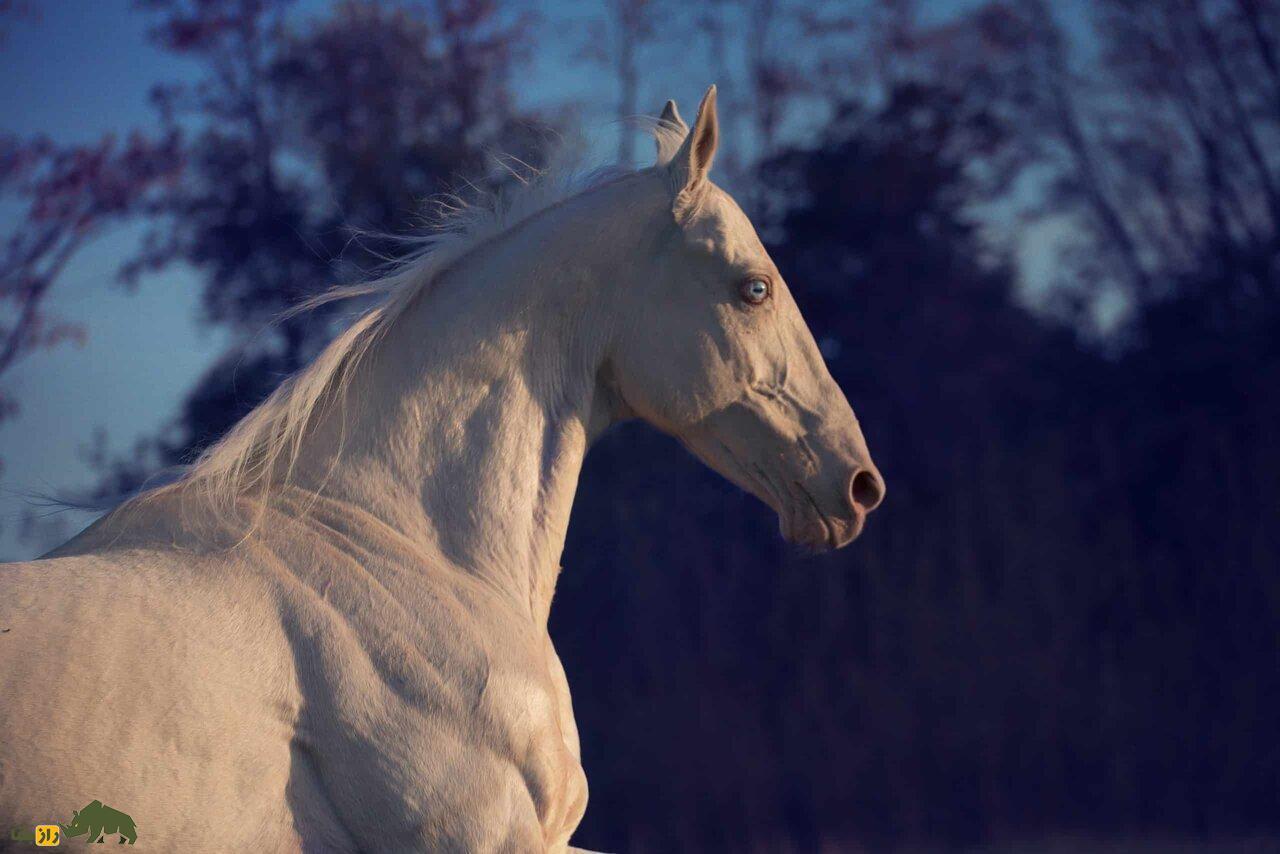 خون اسب چطور انسان را از مرگ نجات خواهد داد؟