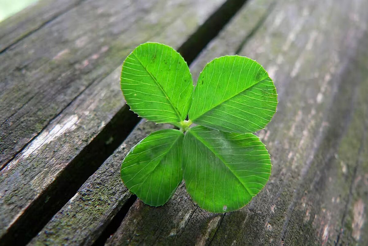 ۱۵ تکنیک شگفت انگیز برای افزایش شانس در زندگی