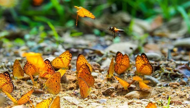 طولانی‌ترین پرواز بدون توقف پروانه‌ها بر فراز اقیانوس اطلس، «رنگین‌بانوها» چطور کیلومترها بال زدند؟