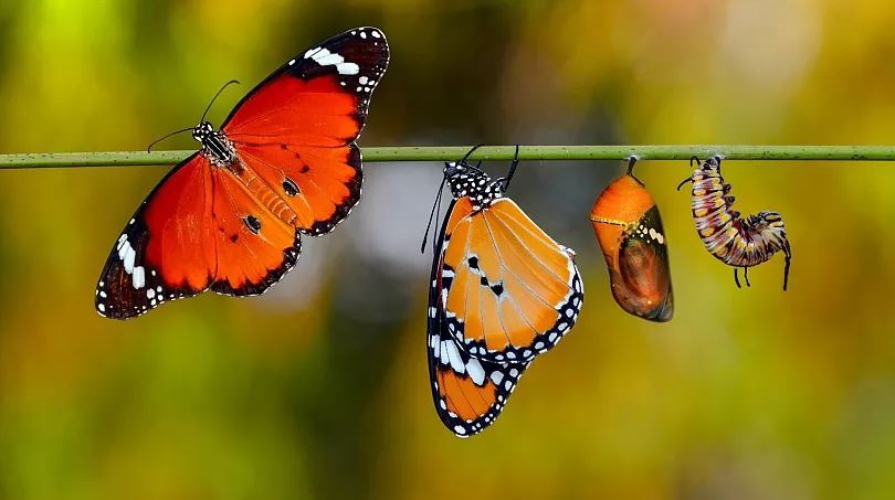 طولانی‌ترین پرواز بدون توقف پروانه‌ها بر فراز اقیانوس اطلس، «رنگین‌بانوها» چطور کیلومترها بال زدند؟