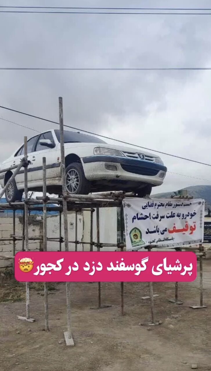 پرشیای گوسفند دزد به نمایش عمومی گذاشته شد!