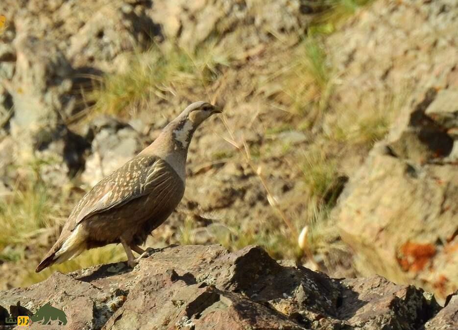 «خروس کاسپین»؛ بزرگترین کبک ایران که آوازی ترسناک و آخرالزمانی دارد