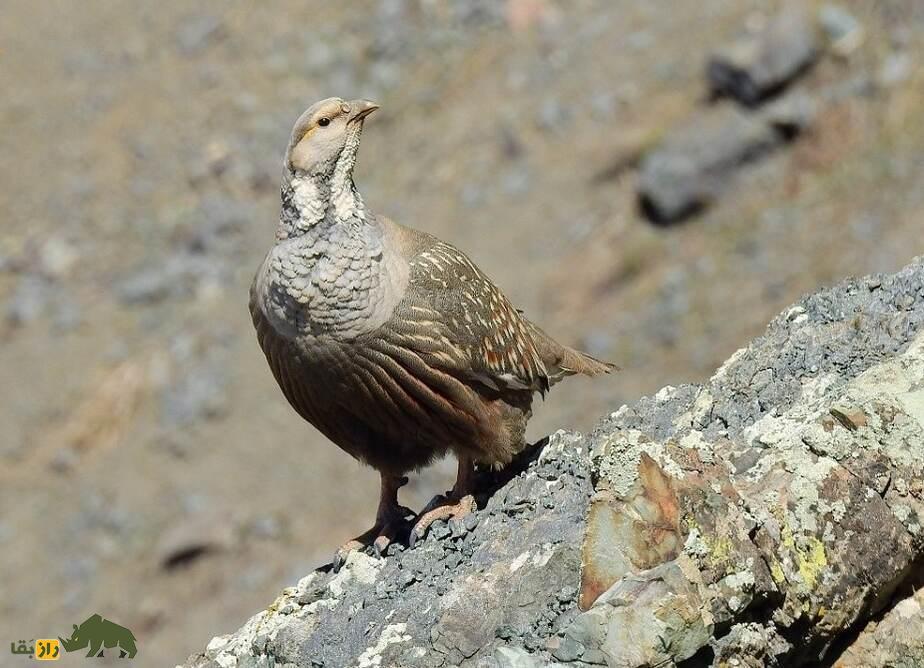 «خروس کاسپین»؛ بزرگترین کبک ایران که آوازی ترسناک و آخرالزمانی دارد