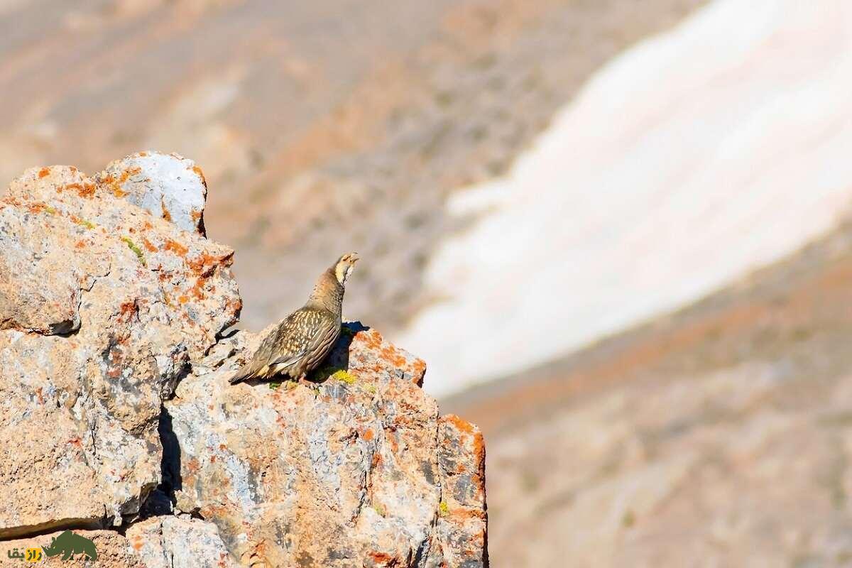 «خروس کاسپین»؛ بزرگترین کبک ایران که آوازی ترسناک و آخرالزمانی دارد
