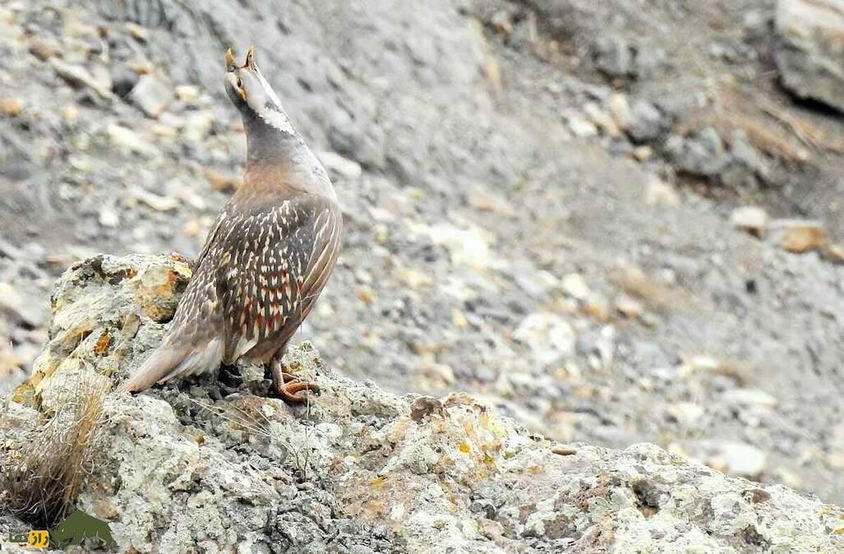 «خروس کاسپین»؛ بزرگترین کبک ایران که آوازی ترسناک و آخرالزمانی دارد