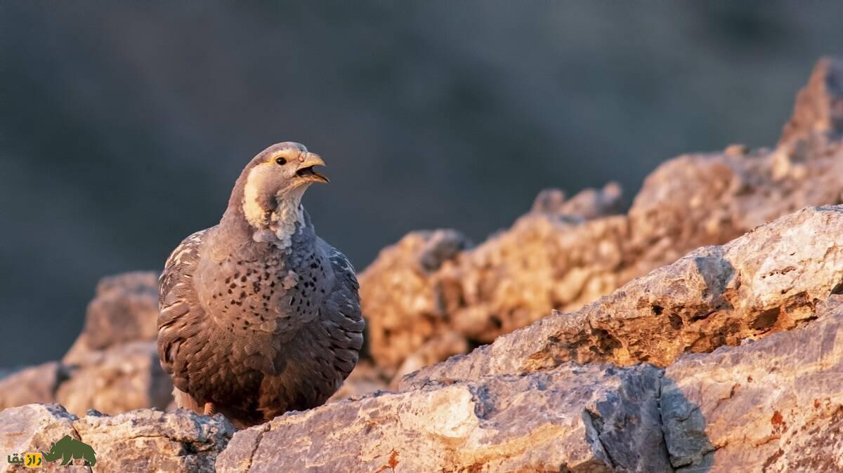 «خروس کاسپین»؛ بزرگترین کبک ایران که آوازی ترسناک و آخرالزمانی دارد