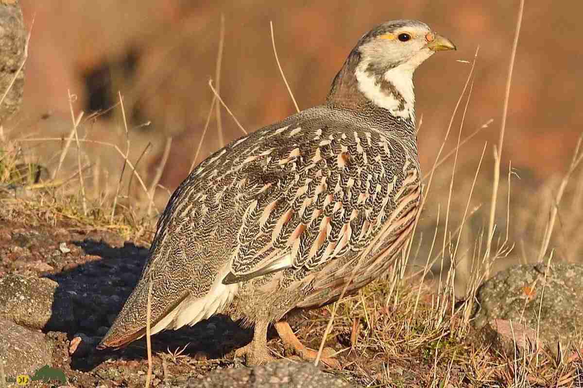 «خروس کاسپین»؛ بزرگترین کبک ایران که آوازی ترسناک و آخرالزمانی دارد