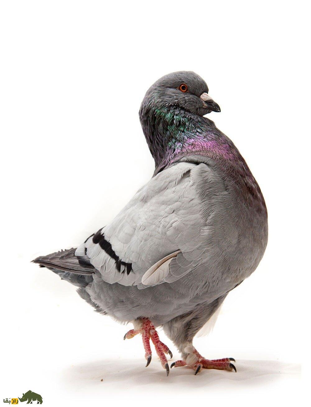 «شاه کبوتر»؛ کبوتری که شبیه مرغ است و در جنگ جهانی دوم پادشاهی می‌کرد!