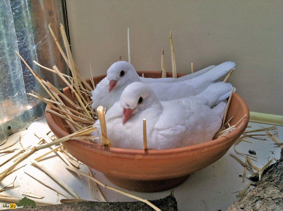 «شاه کبوتر»؛ کبوتری که شبیه مرغ است و در جنگ جهانی دوم پادشاهی می‌کرد!