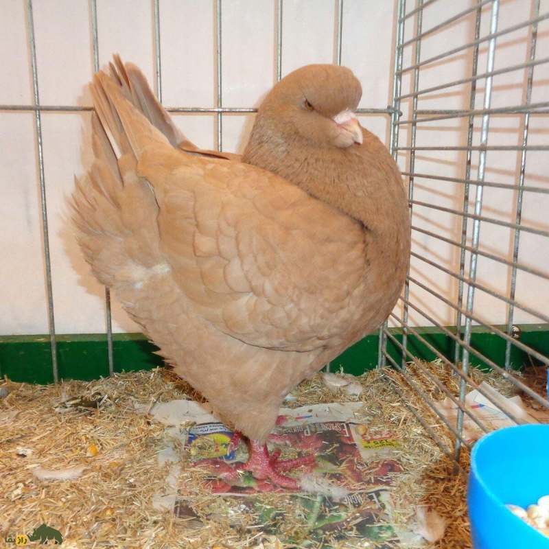 «شاه کبوتر»؛ کبوتری که شبیه مرغ است و در جنگ جهانی دوم پادشاهی می‌کرد!