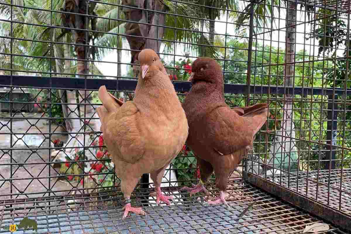 «شاه کبوتر»؛ کبوتری که شبیه مرغ است و در جنگ جهانی دوم پادشاهی می‌کرد!