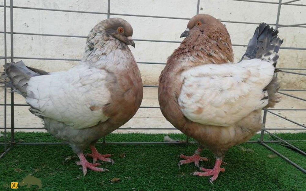 «شاه کبوتر»؛ کبوتری که شبیه مرغ است و در جنگ جهانی دوم پادشاهی می‌کرد!