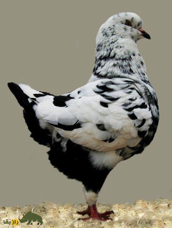 «شاه کبوتر»؛ کبوتری که شبیه مرغ است و در جنگ جهانی دوم پادشاهی می‌کرد!