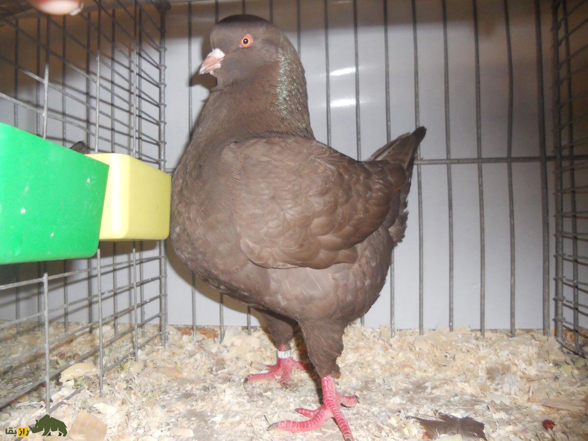 «شاه کبوتر»؛ کبوتری که شبیه مرغ است و در جنگ جهانی دوم پادشاهی می‌کرد!