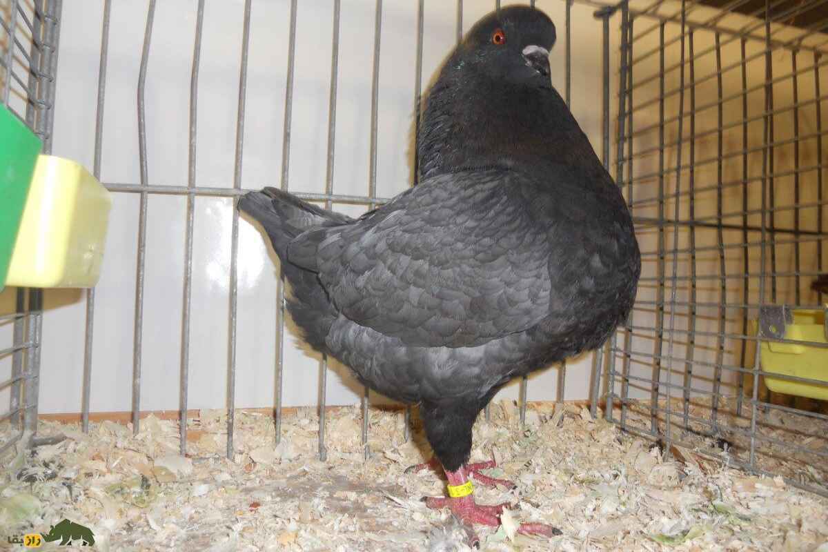 «شاه کبوتر»؛ کبوتری که شبیه مرغ است و در جنگ جهانی دوم پادشاهی می‌کرد!