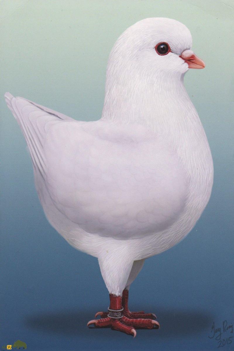 «شاه کبوتر»؛ کبوتری که شبیه مرغ است و در جنگ جهانی دوم پادشاهی می‌کرد!