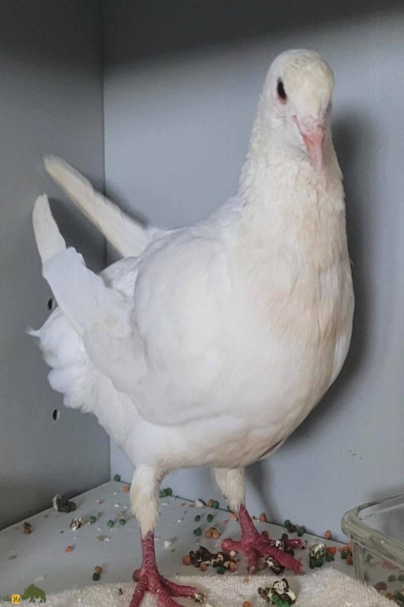 «شاه کبوتر»؛ کبوتری که شبیه مرغ است و در جنگ جهانی دوم پادشاهی می‌کرد!