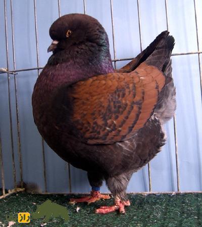 «شاه کبوتر»؛ کبوتری که شبیه مرغ است و در جنگ جهانی دوم پادشاهی می‌کرد!