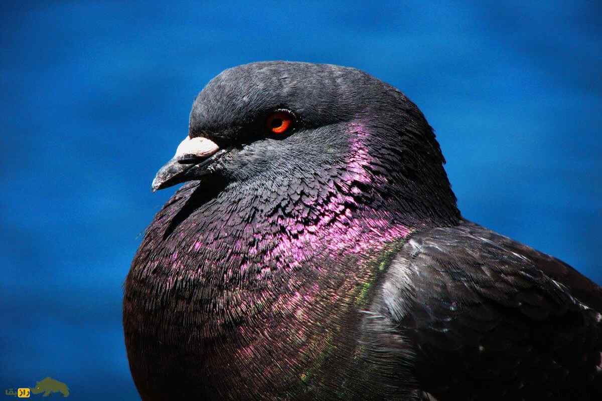 «شاه کبوتر»؛ کبوتری که شبیه مرغ است و در جنگ جهانی دوم پادشاهی می‌کرد!