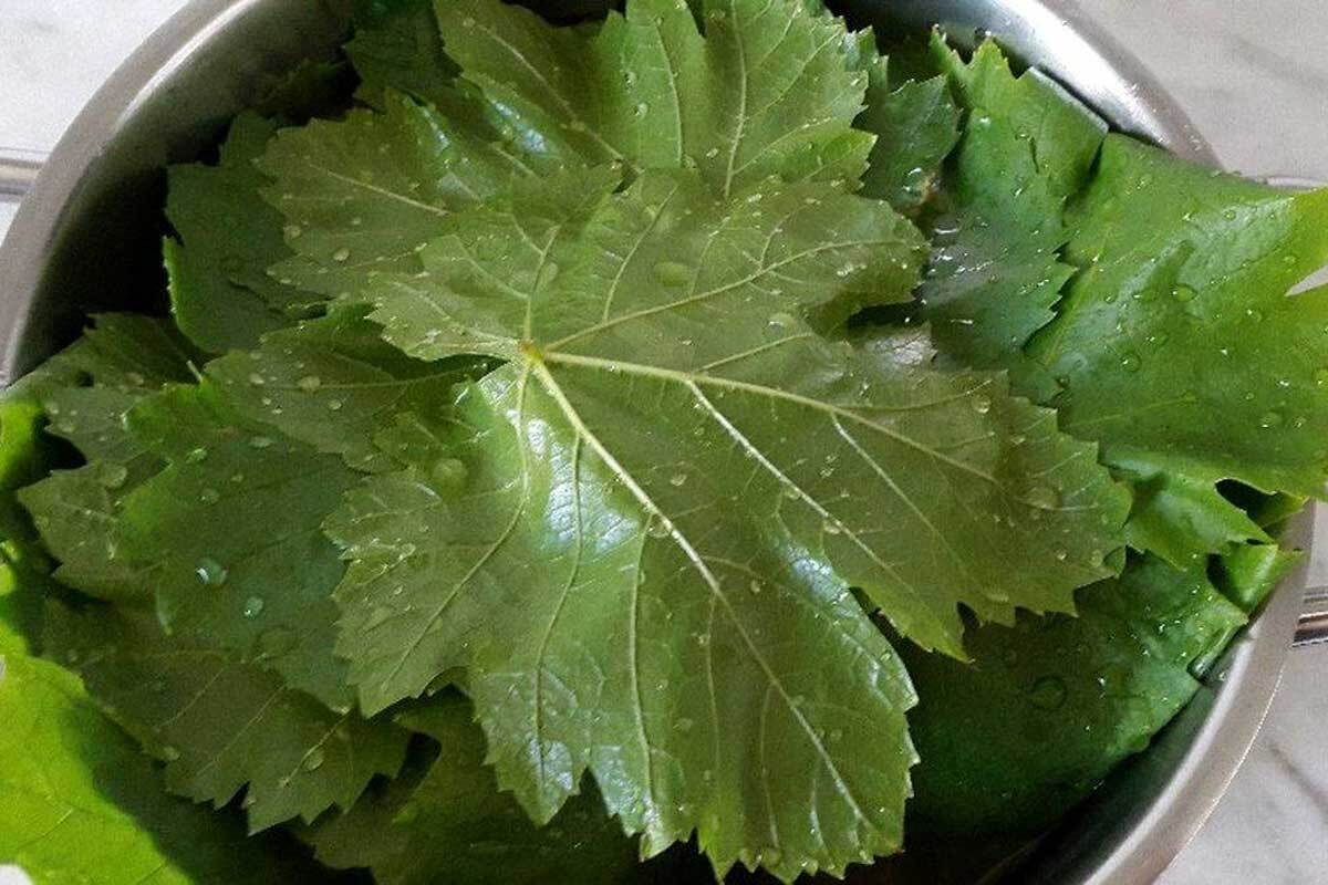 روش‌های نگهداری طولانی مدت برگ مو/ برگ مو رو بدون تغییر رنگ برای زمستون نگه دار