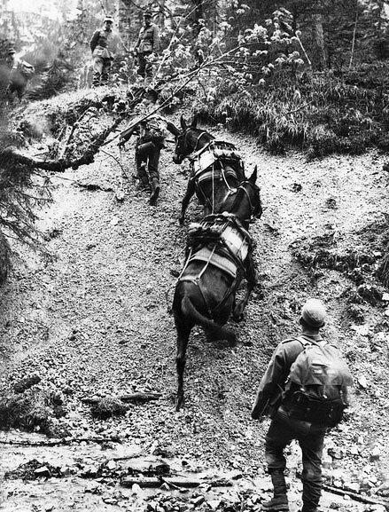  چرا قاطرها در ارتش آلمان همچنان به انجام ماموریت مشغولند؟