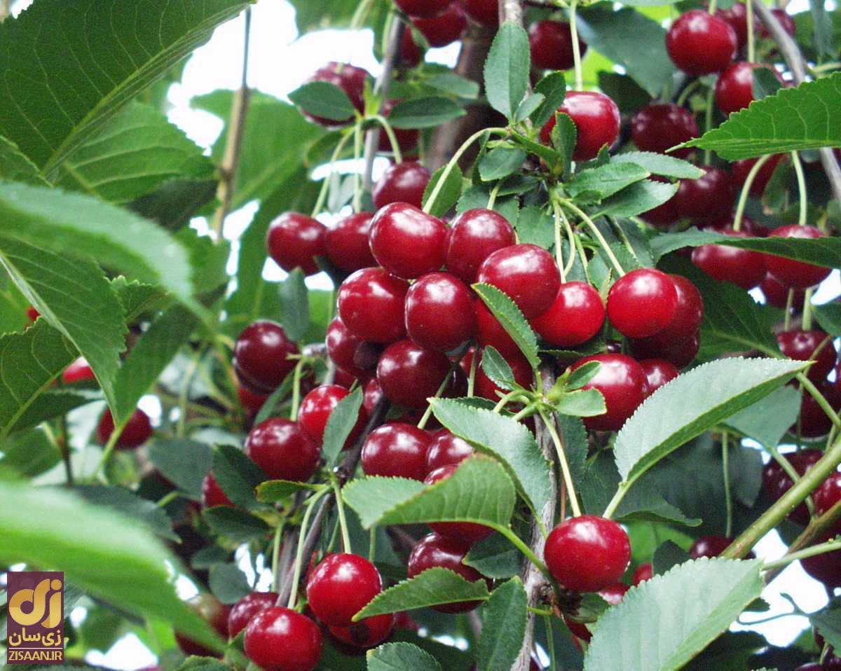 یاقوت تابستان را بخورید! خواص آلبالو چیست؟