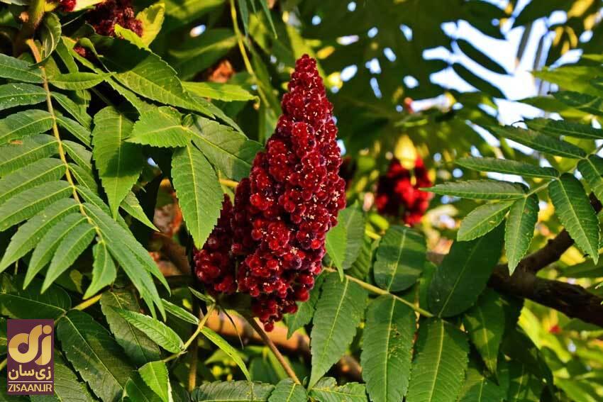 سماق چیست خواص سماق برای مردان چیست؟