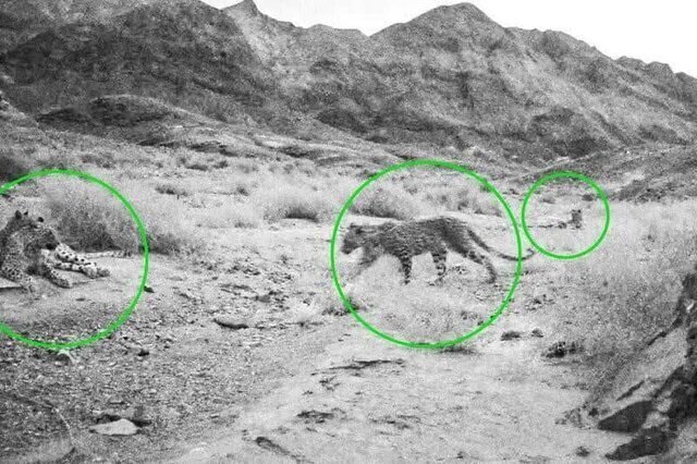 عکسی بی‌نظیر از حیات وحش ایران: ۴ پلنگ در یک قاب