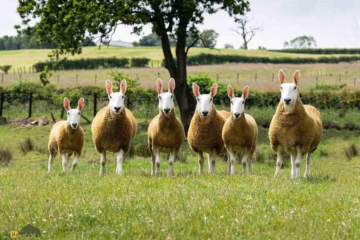 گوسفند لستر؛ گوسفند عجیب ۱۸۰ کیلویی که شبیه یک خرگوش غول‌پیکر است!