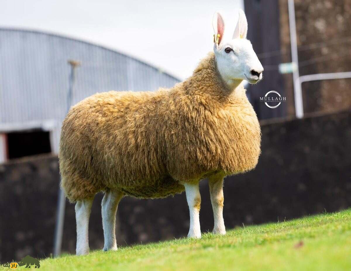 گوسفند لستر؛ گوسفند عجیب ۱۸۰ کیلویی که شبیه یک خرگوش غول‌پیکر است!