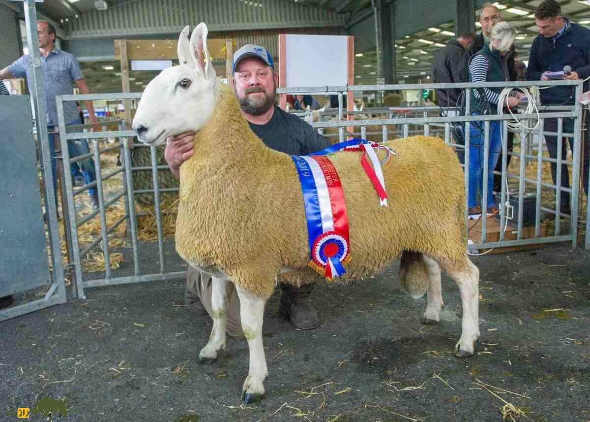 گوسفند لستر؛ گوسفند عجیب ۱۸۰ کیلویی که شبیه یک خرگوش غول‌پیکر است!