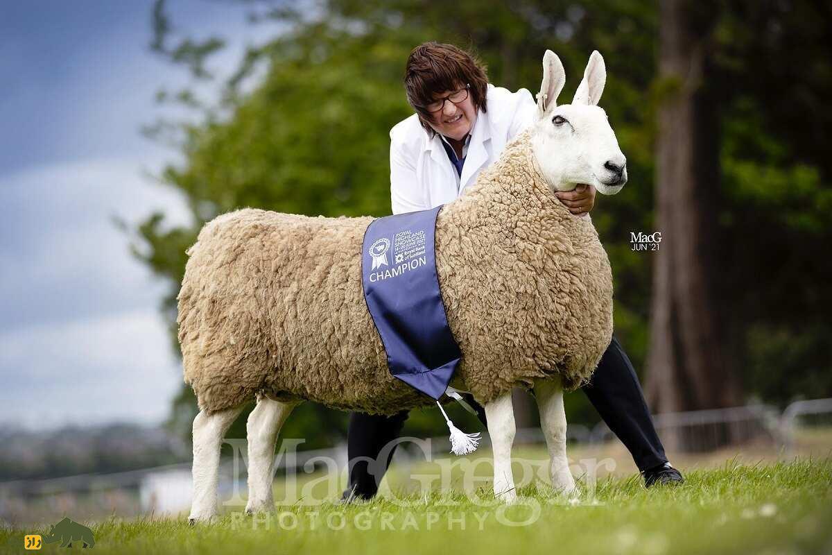 گوسفند لستر؛ گوسفند عجیب ۱۸۰ کیلویی که شبیه یک خرگوش غول‌پیکر است!