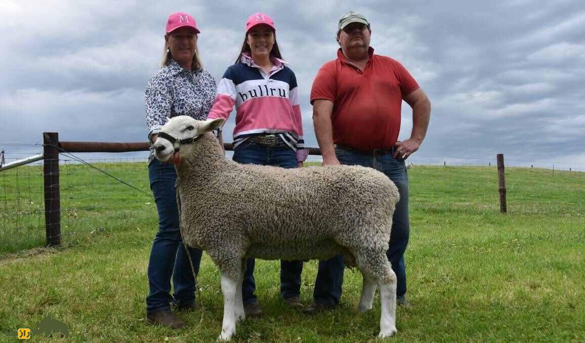 گوسفند لستر؛ گوسفند عجیب ۱۸۰ کیلویی که شبیه یک خرگوش غول‌پیکر است!