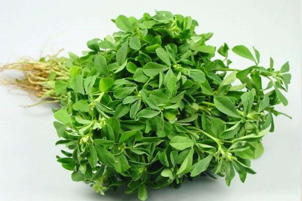 خواص برگ مریم گلی نسخه قوی طب سنتی