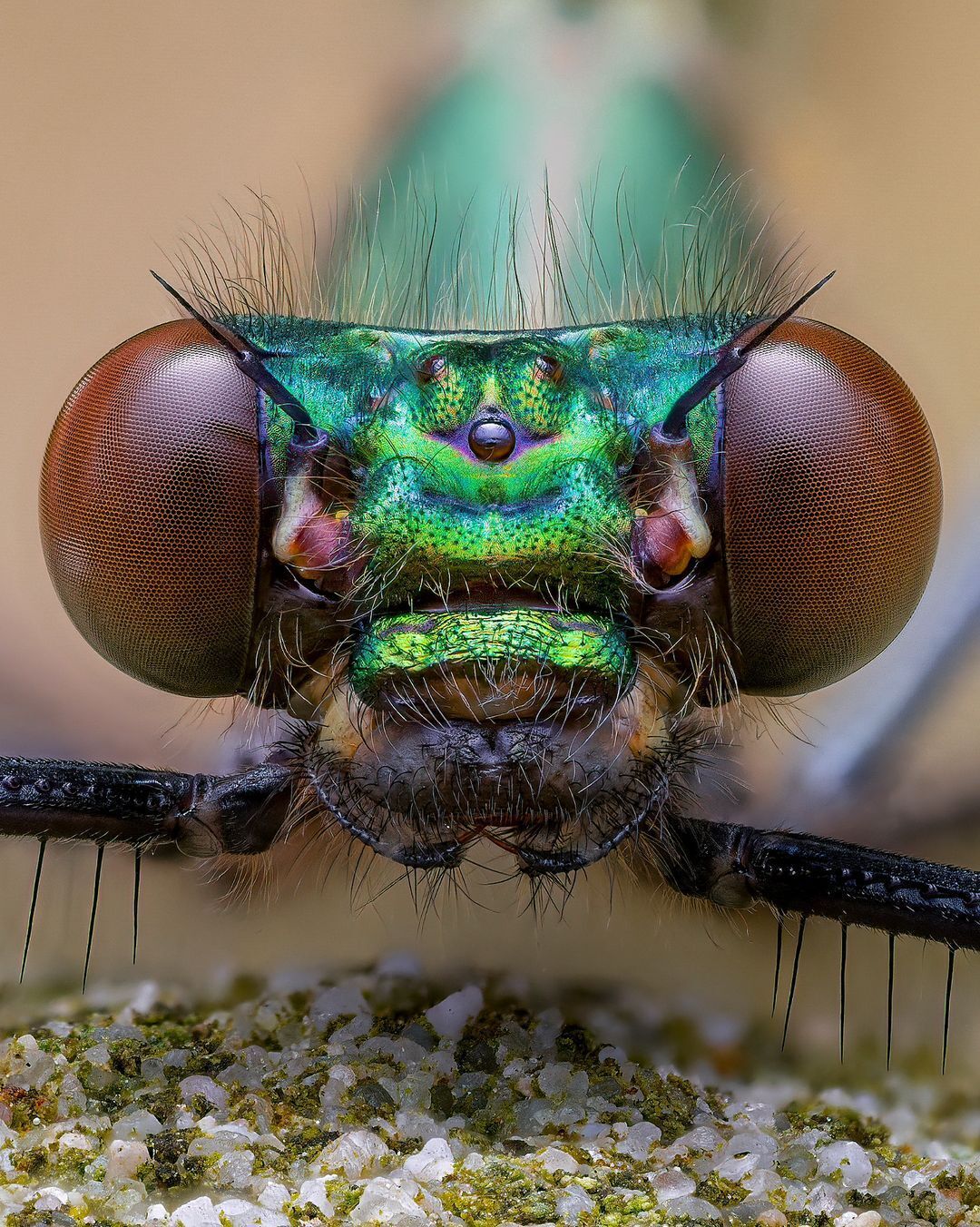 (عکس) دوشیزه سبز: شکار کمیاب کنار رودخانه!