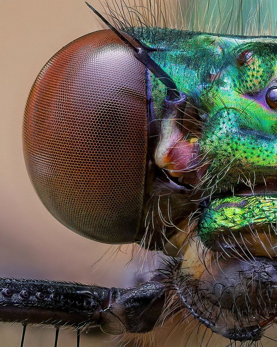 (عکس) دوشیزه سبز: شکار کمیاب کنار رودخانه!