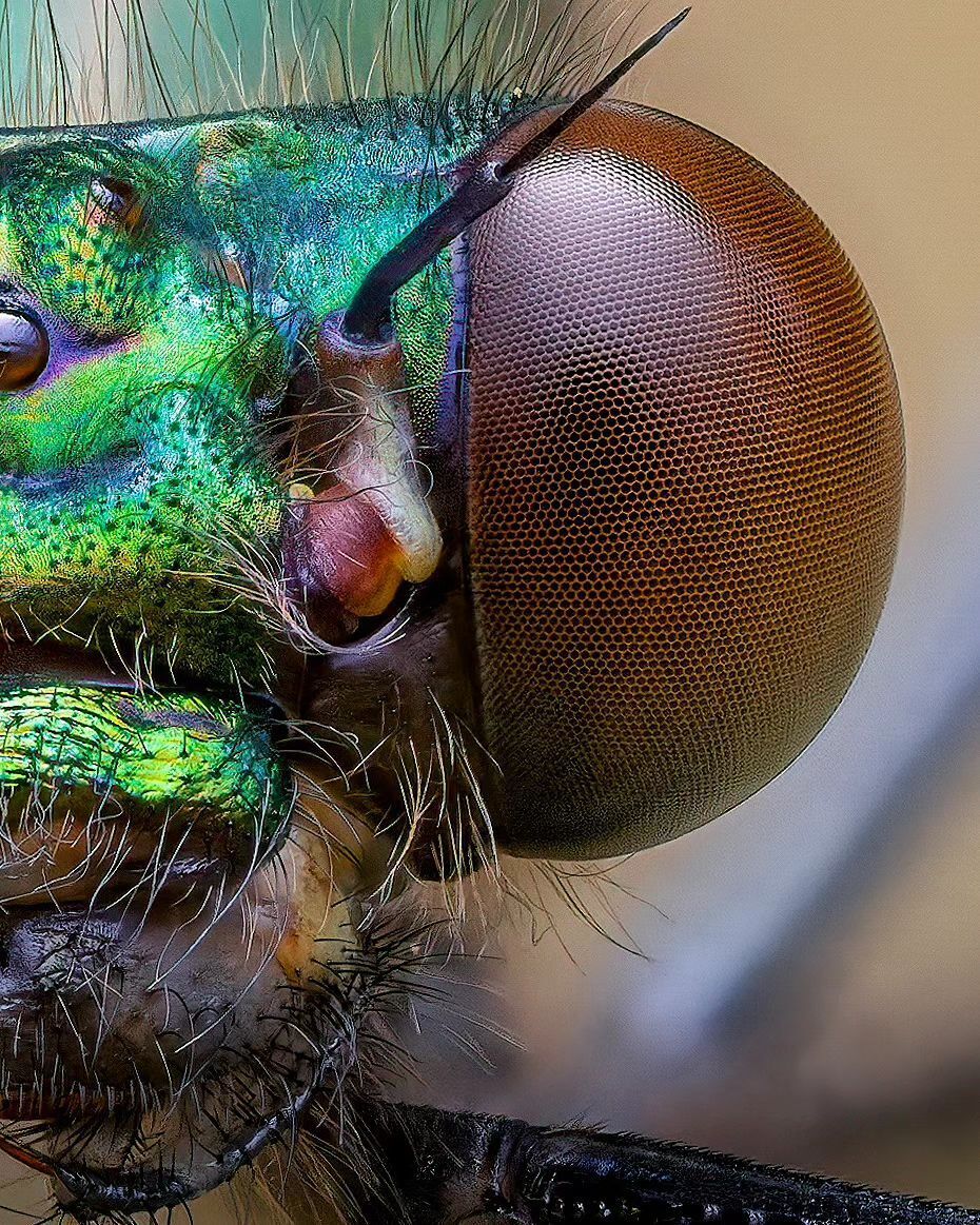 (عکس) دوشیزه سبز: شکار کمیاب کنار رودخانه!