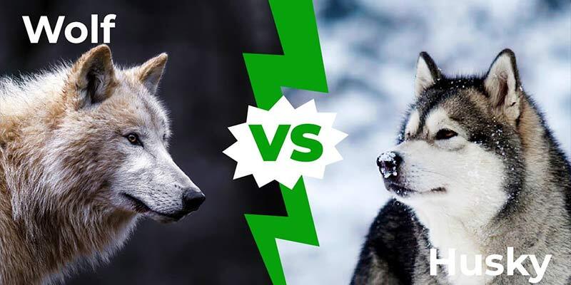 هاسکی در برابر گرگ /  کدام پیروز می‌شود؟