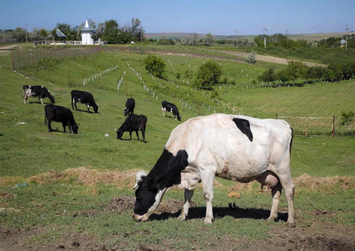 مالیات بر گاز معده گاو!