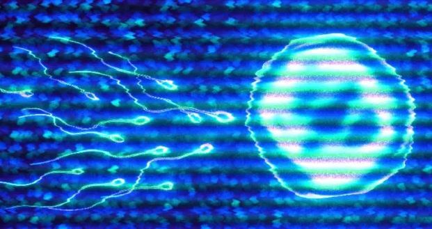 راه حل بحران ناباروری مردان پیدا شد؛ پرورش بیضه در آزمایشگاه برای اولین بار!